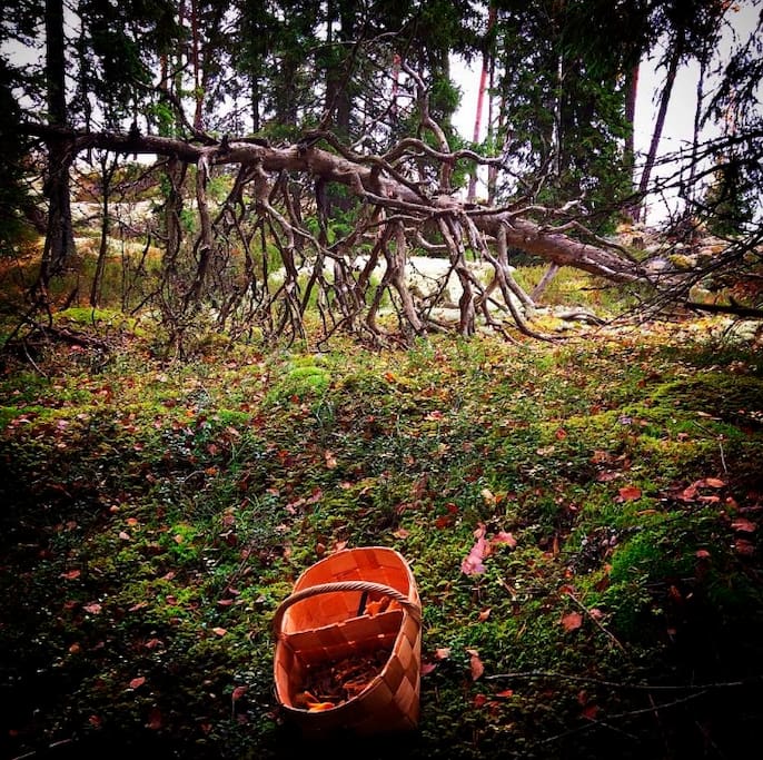 The Great Outdoors just outside the cabin is full of mushrooms and berries. In Finland it is free for everyone to pick up the forest's treasures.