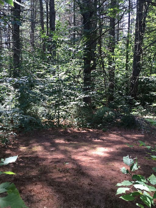 The tent site. A soft bed of pine needles!
