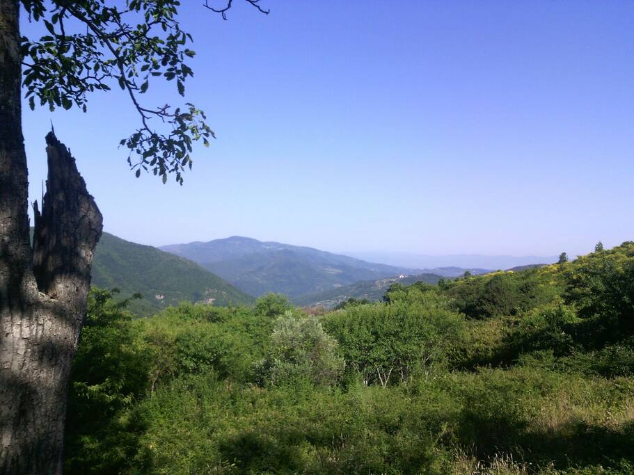 Panorami
