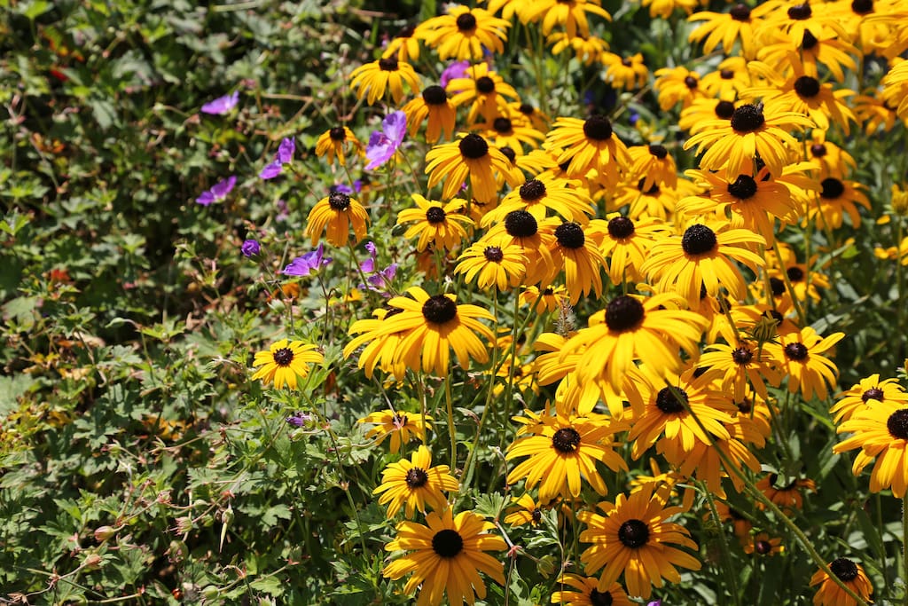 Bloementuin
