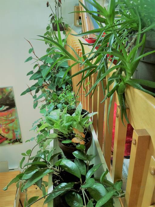 Jungle intérieure