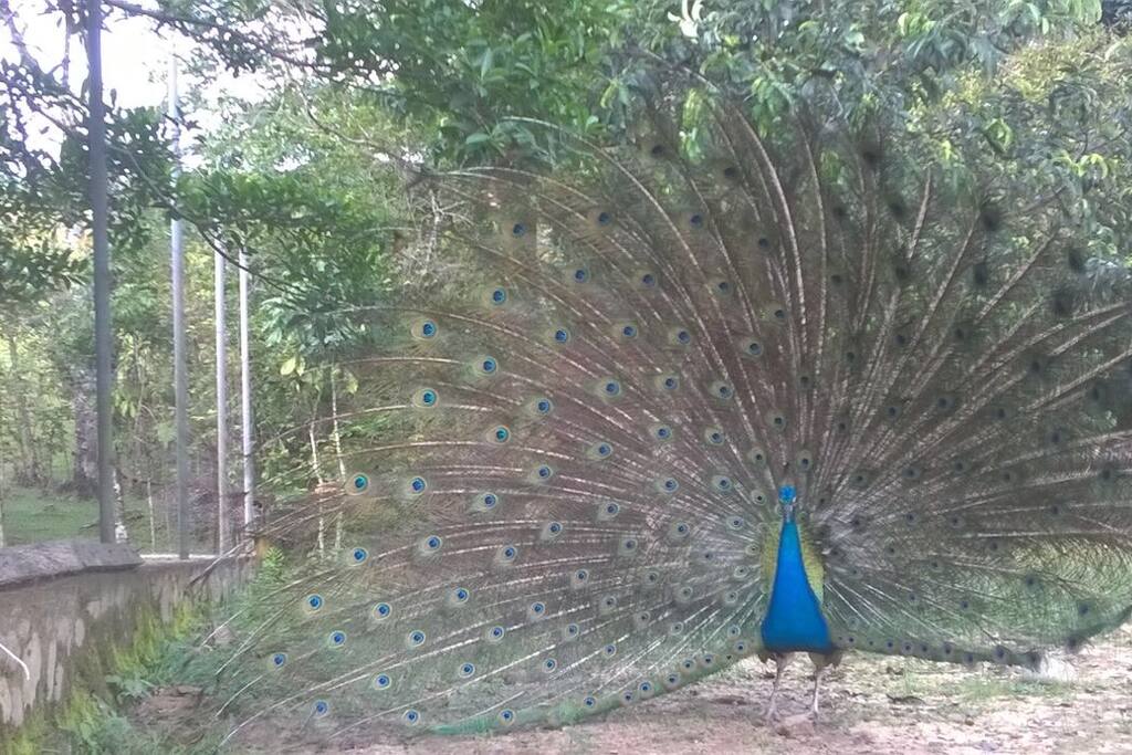 Pavo real, lo encuentras en la finca,