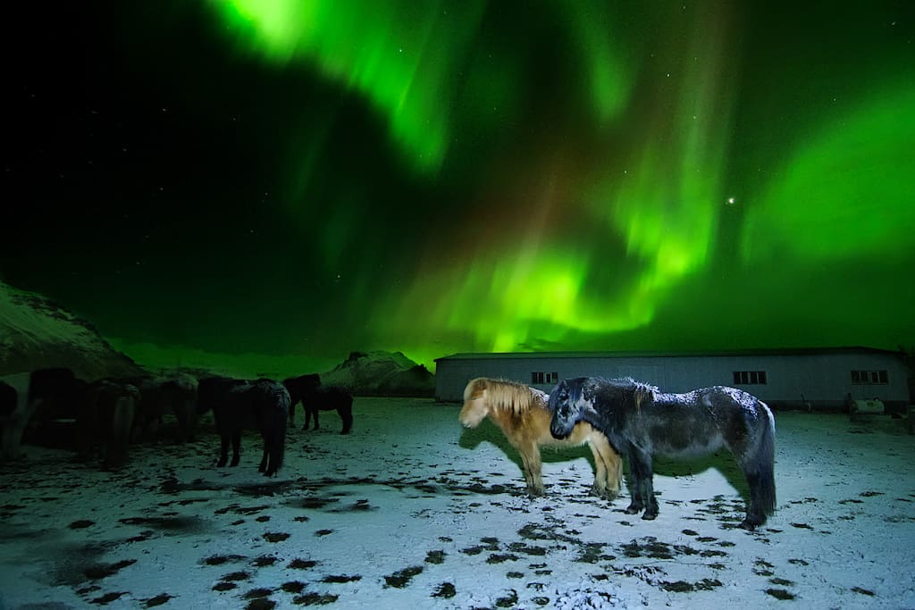 My horses in front of the northern lights