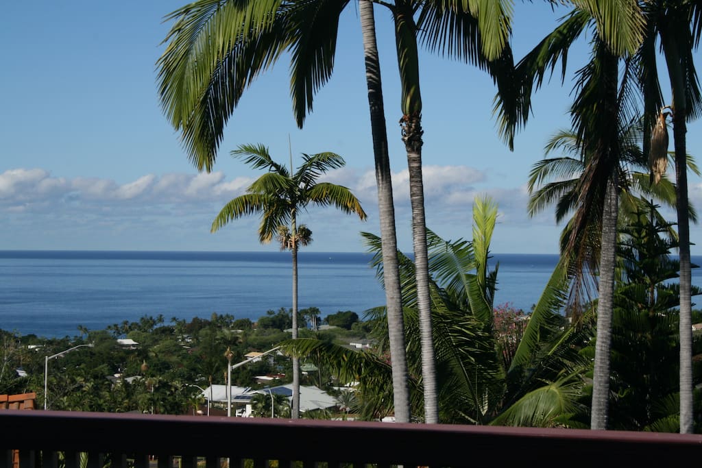 Palm Tree,Tree,Beach,Coast,Outdoors