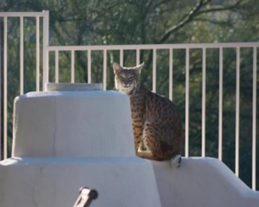 Neighborhood Bobcat