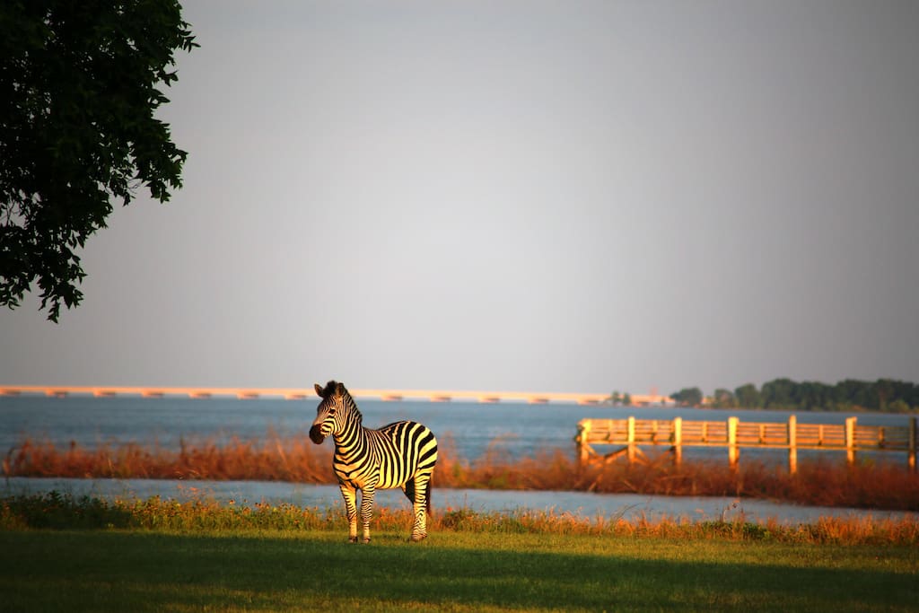 One of the zebras in front of the Lodge, before one of our two piers