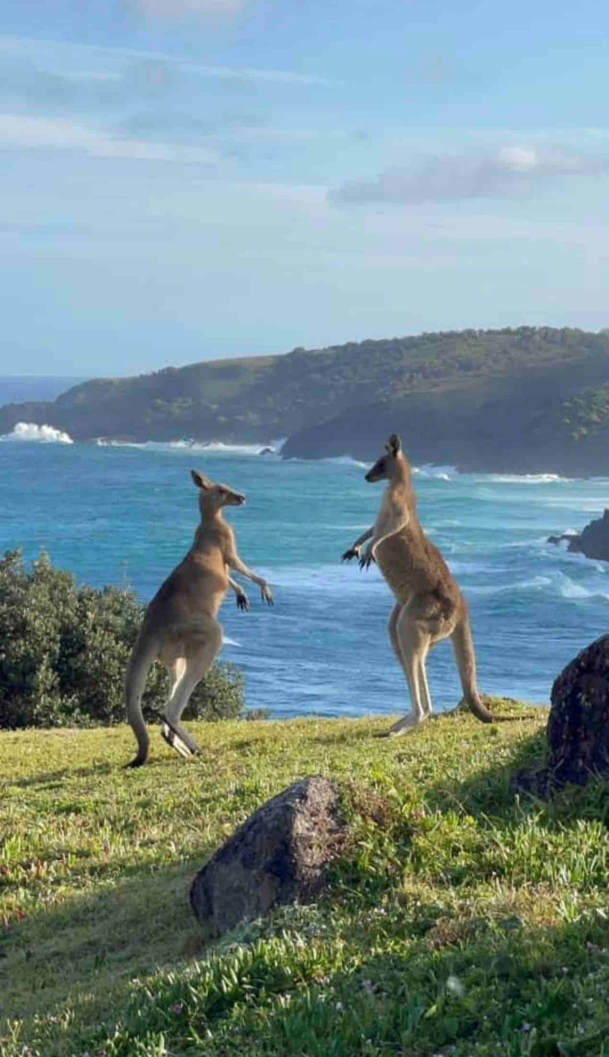 Two kangaroos stand on a grassy area overlooking a blue bay. Gentle waves can be seen lapping against the shore, while rolling hills and a coastline are visible in the background under a clear sky.