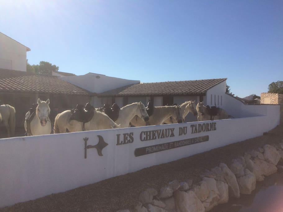 Promenade à cheval