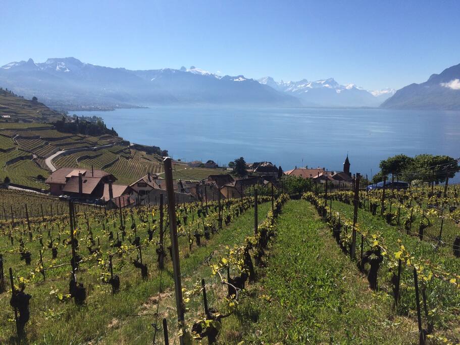 Vineyards roaming for many kilometers, perfect for a long walk and 50m from our home