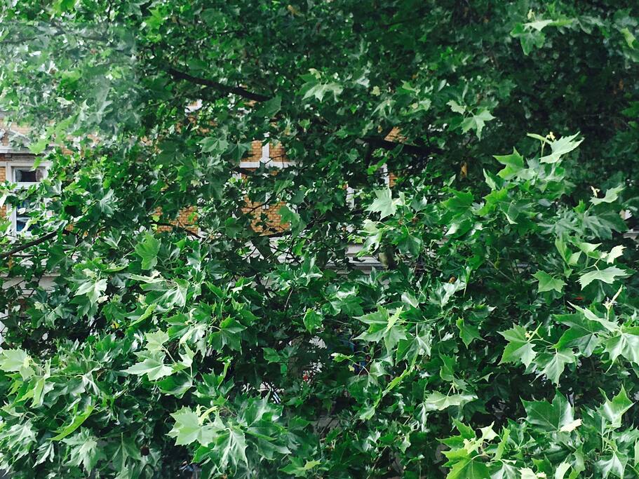 Blick aus dem Fenster in die Bäume