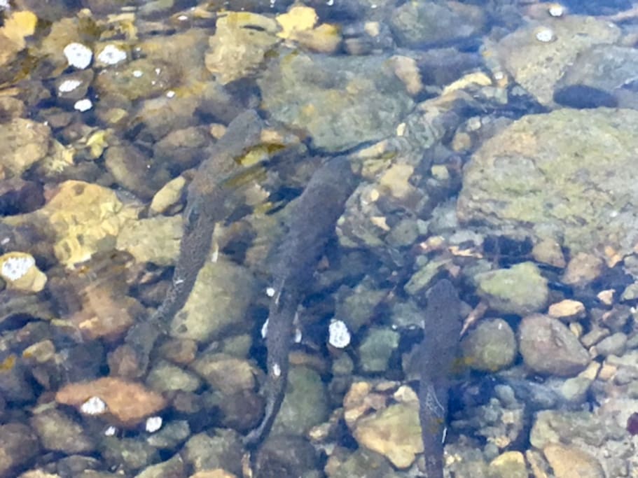 Salmon Viewing (during salmon runs)