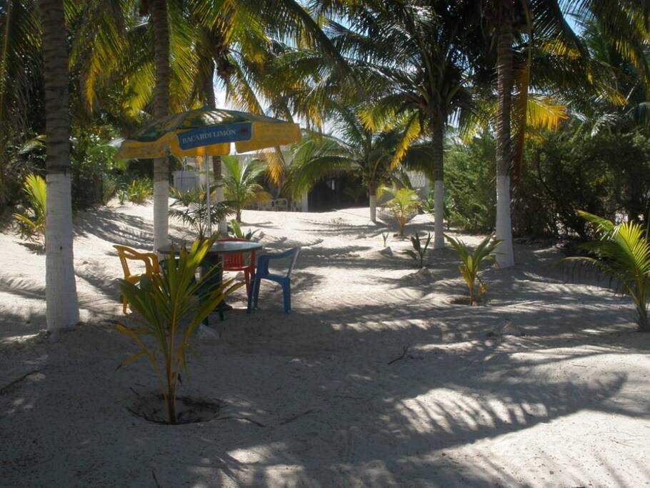 Hermoso cocotal al frente del bungalow.