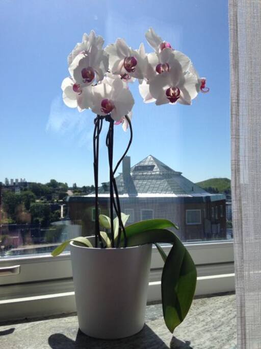 our orchids!