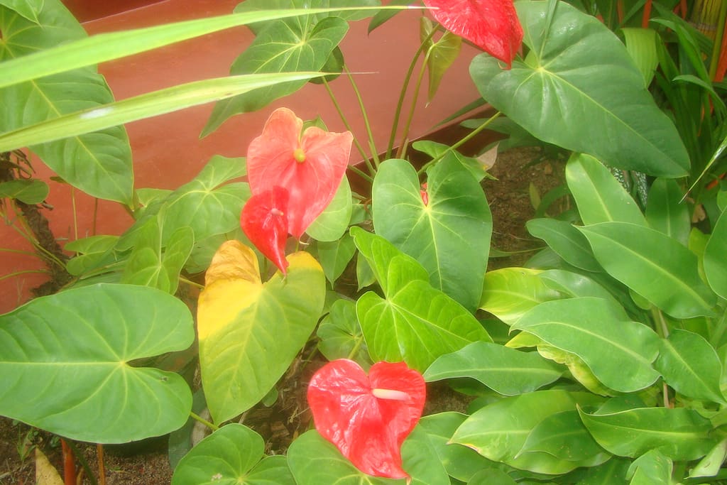Hotel garden