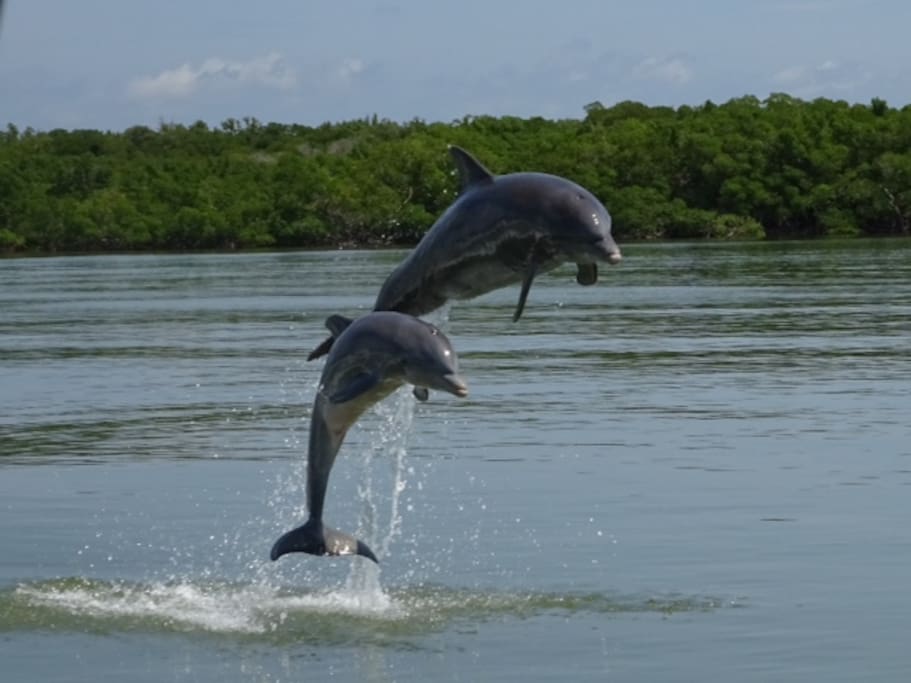 You can see the dolphins swim from the porch