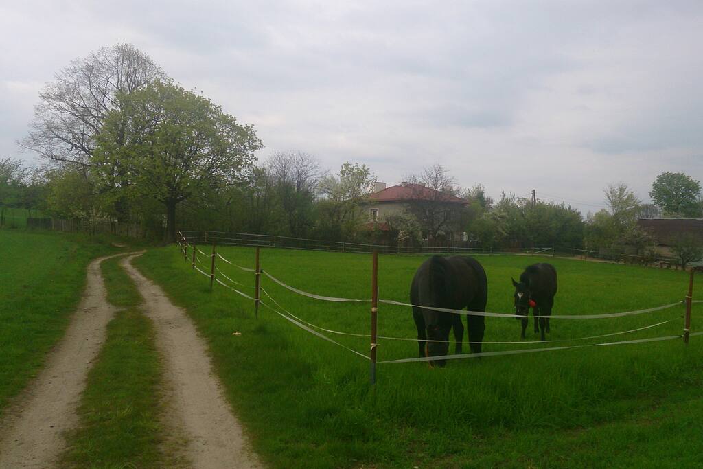 nasza wioska wśród pól