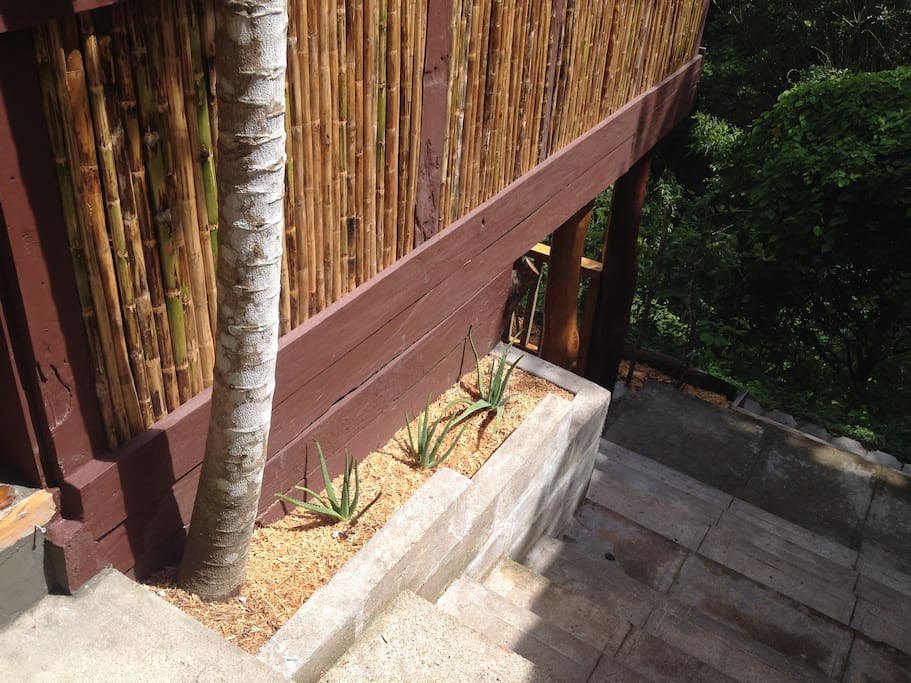 Aloe Garden