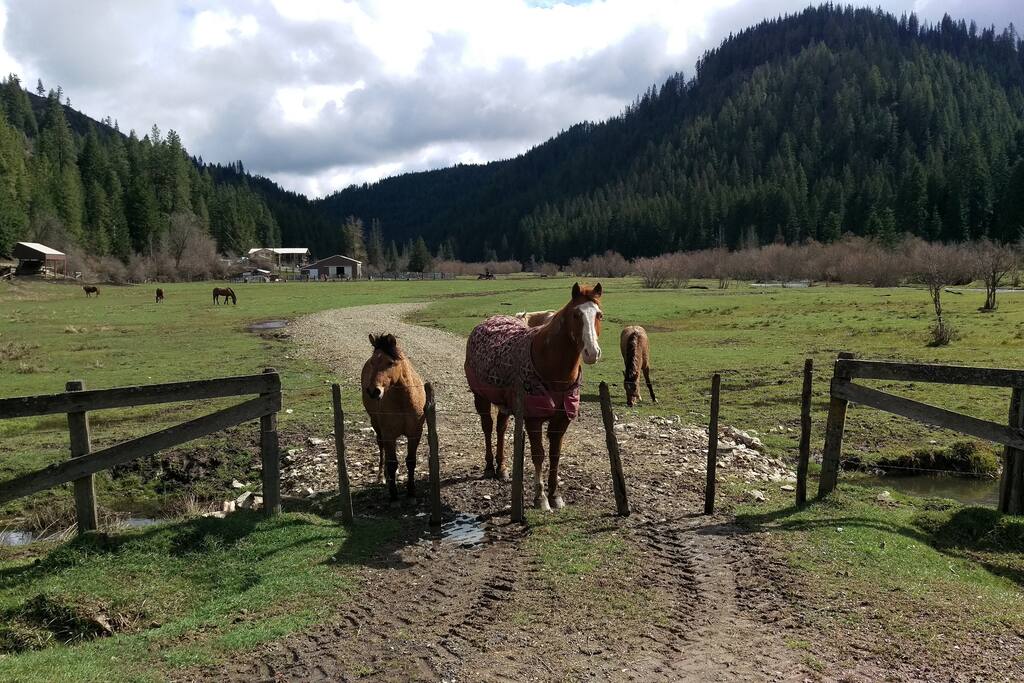 Visit the horses on your walk to the St Joe river.