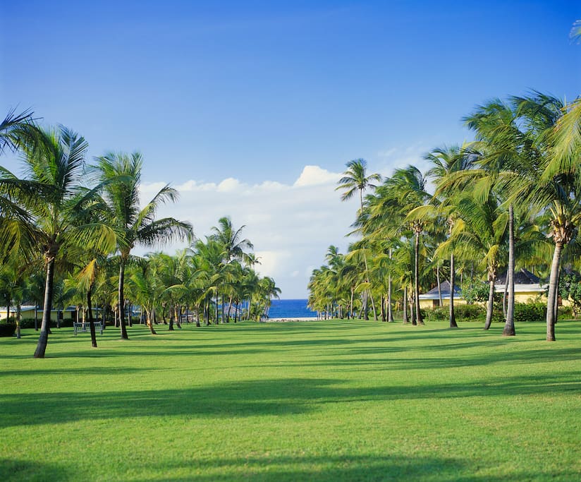 The signature Avenue of the Palms at Nisbet Plantation leads from the Great House to the beach.