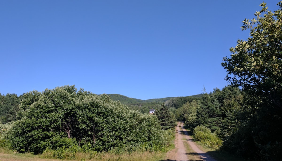 A dirt road meanders through lush greenery, leading towards distant hills under a clear blue sky. Dense bushes and trees frame the path, creating a sense of seclusion and tranquility.