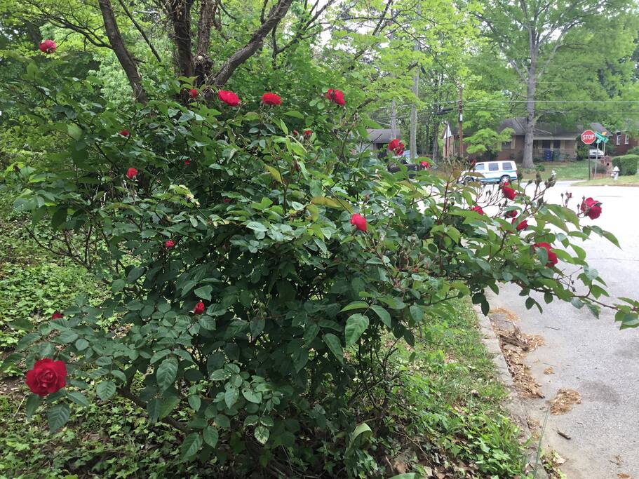 Rose bush just bloomed
