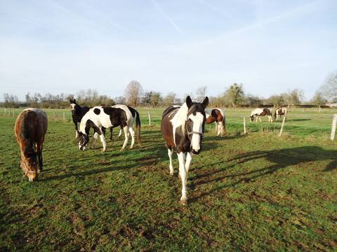 GITE DU PETIT PAYSAN - Relaxation among horses