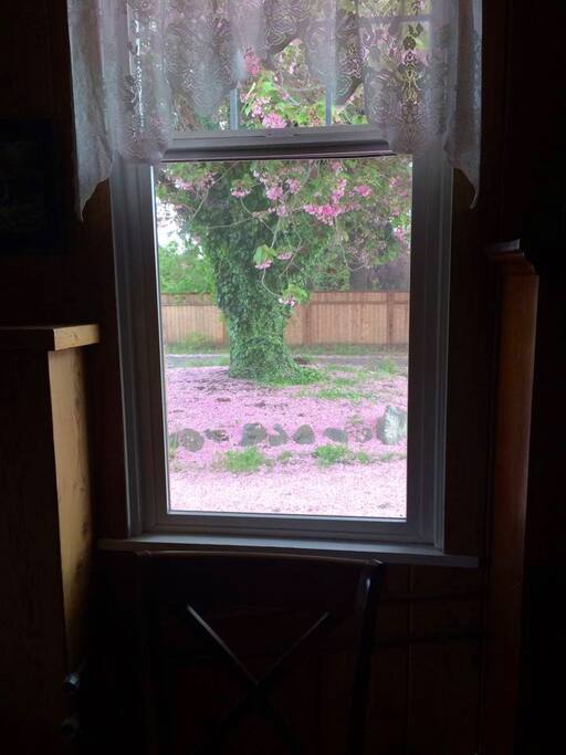Beautiful cherry blooms in May.