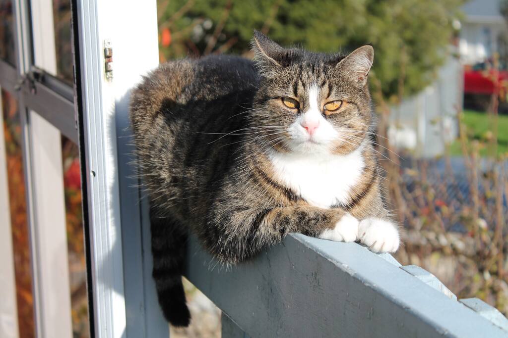 Anzac the resident cat