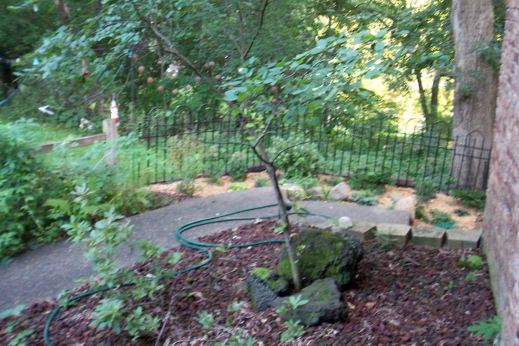 Quiet shade garden