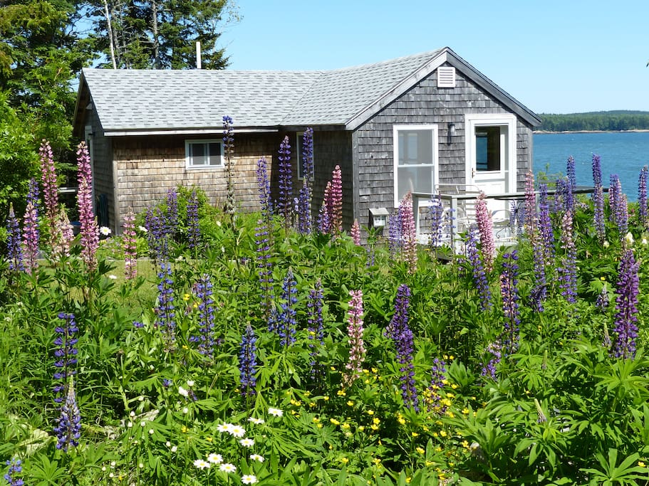June lupine along the path down to the water.