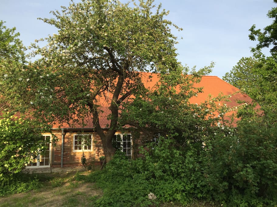 paradiesisch großer Garten mit alten Obstbäumen