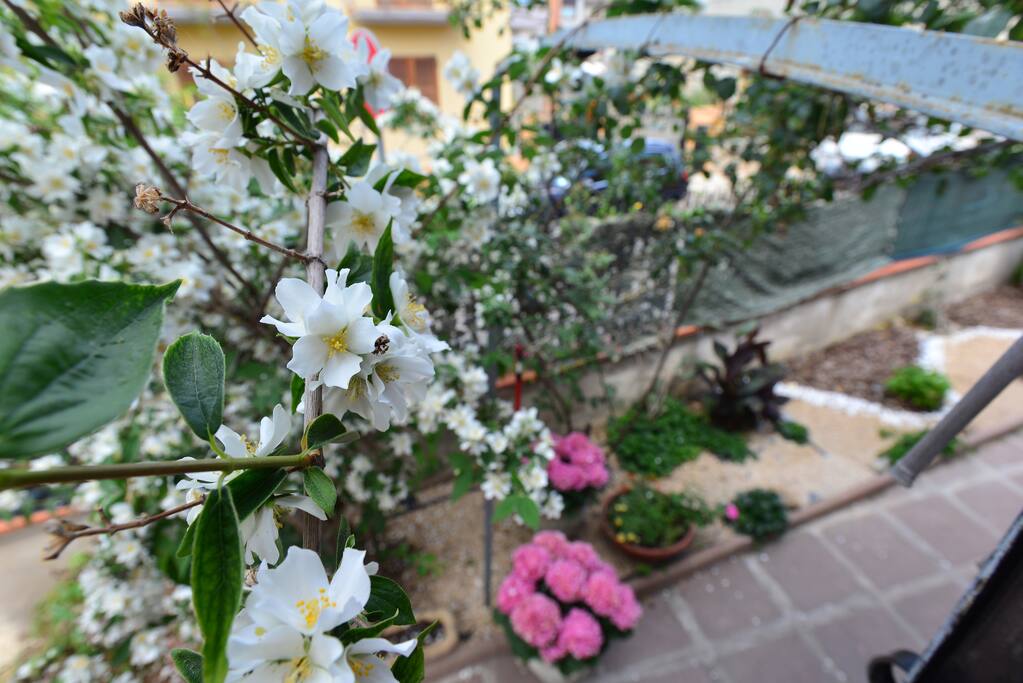 cortile