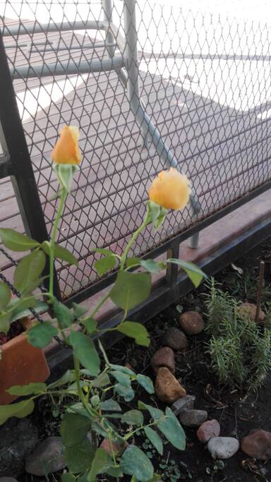 La Naturaleza presenté en cada Rincón del hogar