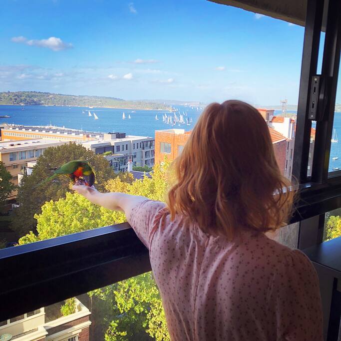 Feeding wild rainbow lorikeets with Sydney Harbour view