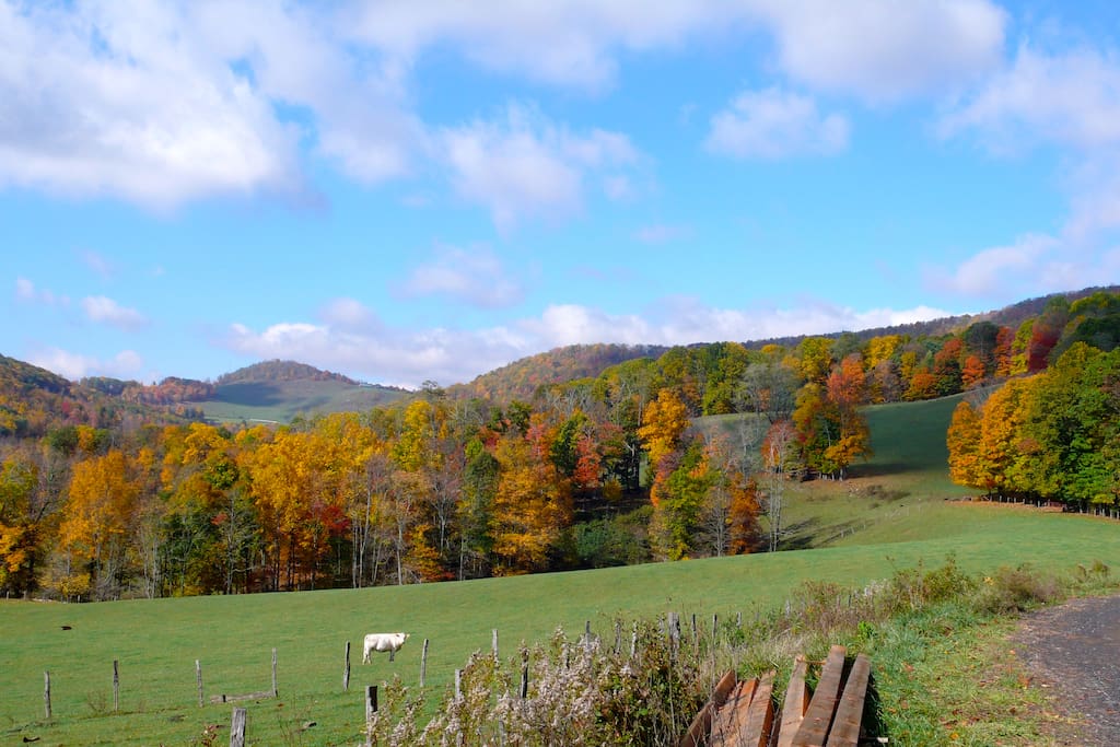 View from driveway overlooking pasture