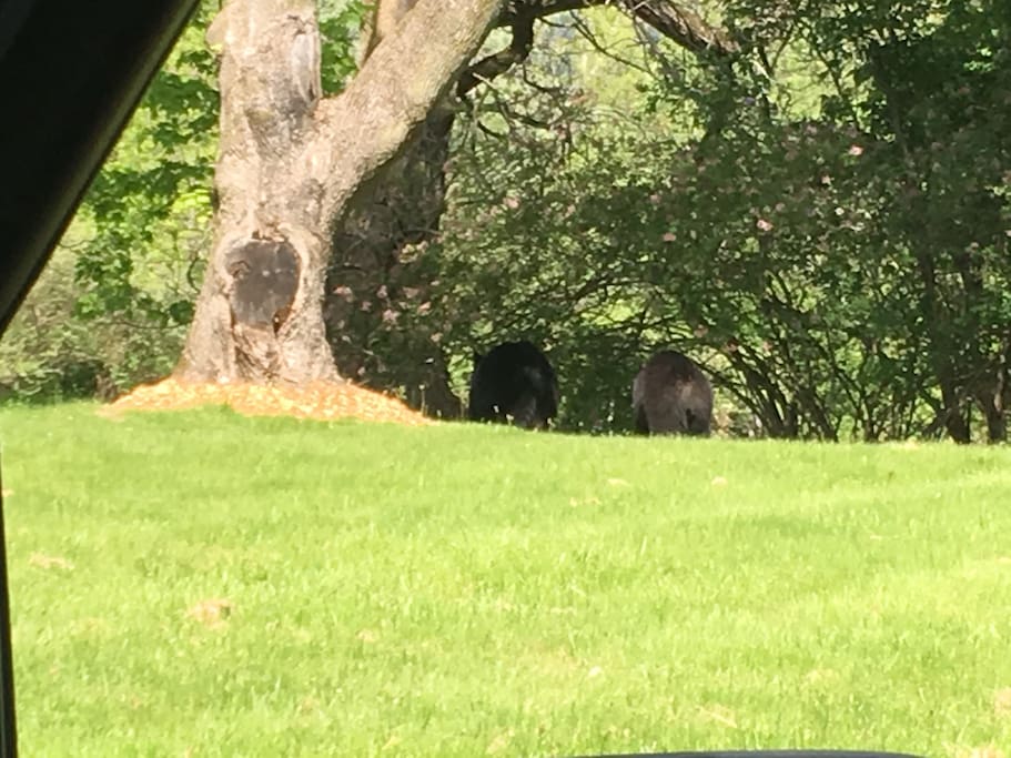 Wildlife aplenty