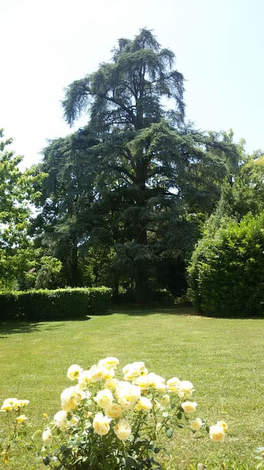 Parco con piante secolari