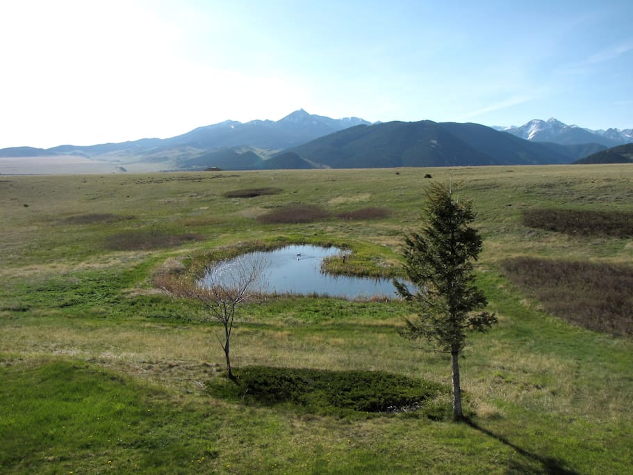The pond where ducks and geese frequently fly in.