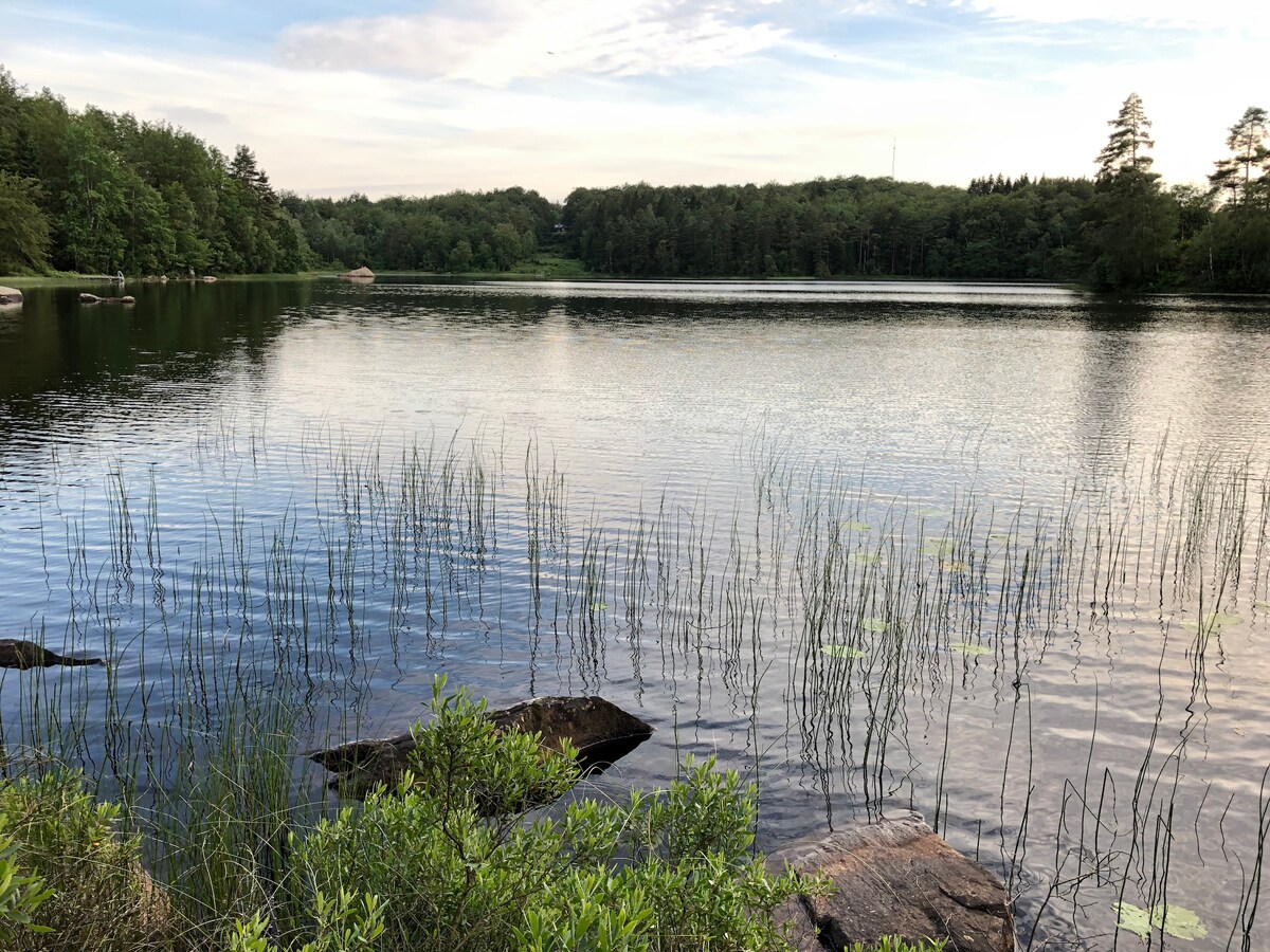 A serene lake is surrounded by lush greenery, with tall, slender reeds rising above the water's surface. The calm water reflects the gentle light of the sky, creating a peaceful atmosphere. Small rocks are visible along the shoreline, complementing the natural setting.