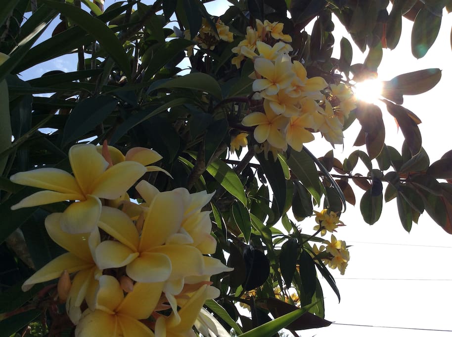 Lots of plumeria