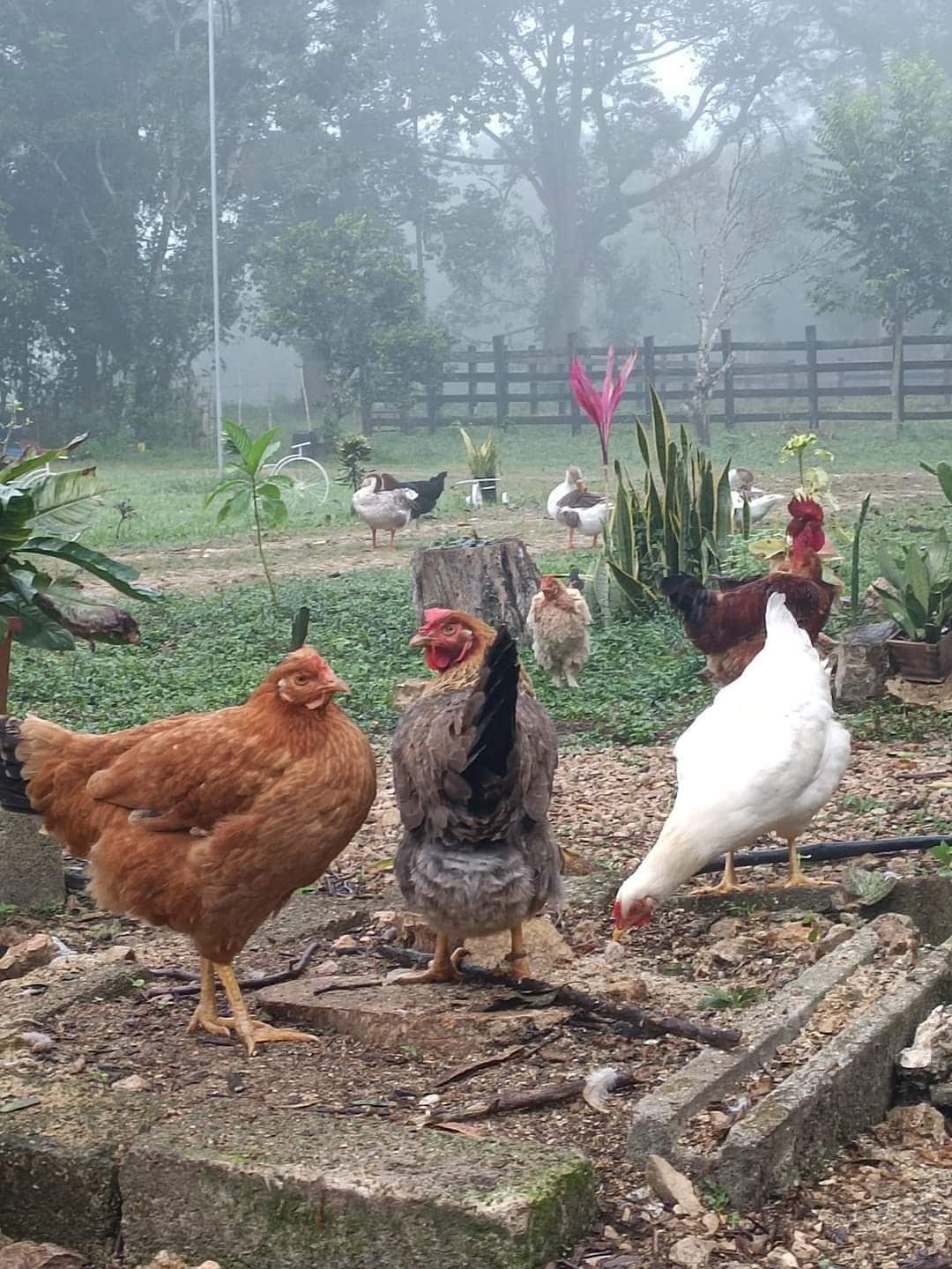 A serene outdoor area is showcased, featuring several chickens of various colors foraging among greenery. Stone paths meander through the space, with low wooden fences and trees providing a natural backdrop. Fog adds a soft, muted atmosphere to the surroundings.