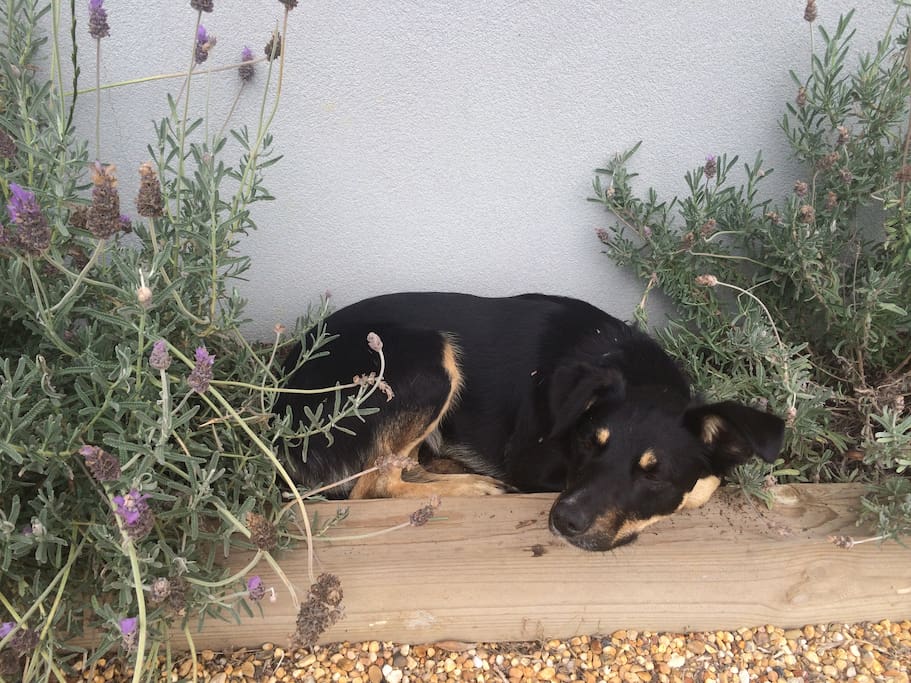 Sadie the farm dog.