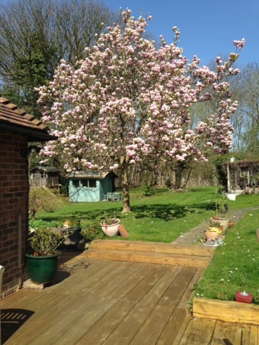 Magnolia tree