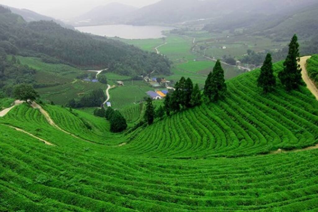 Baoloc Tea Hill - Minh Nhung Hotel