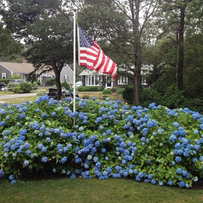 Hydrangeas are especially lovely in June / July