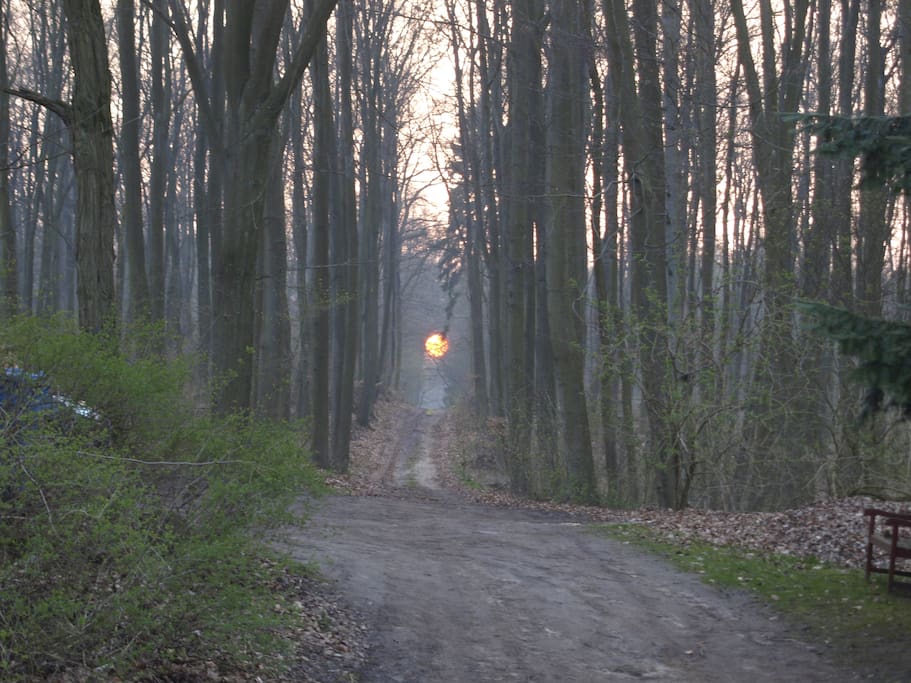 Waldweg zum Forsthaus