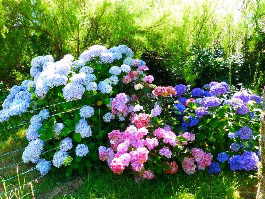 le jardin