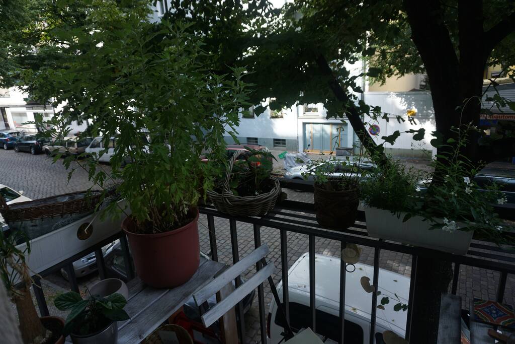 plants and trees