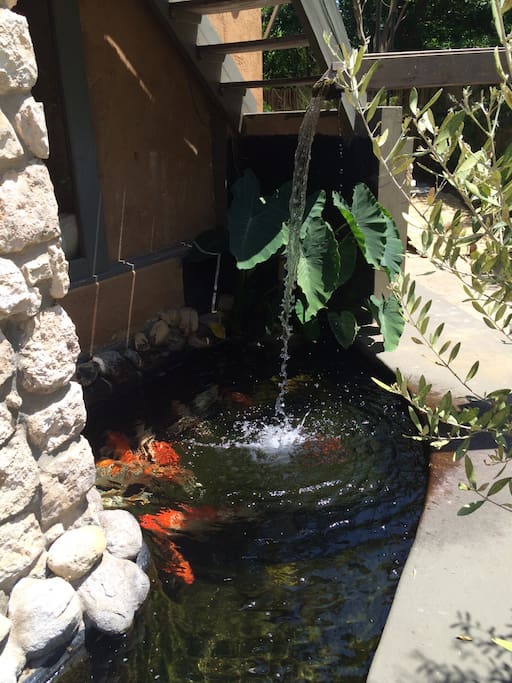 Koi fish and water around the house