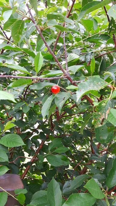 Enjoy the fruit from wild cherry trees in my yard.